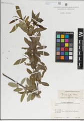 Foto von Salix laevigata Bebb